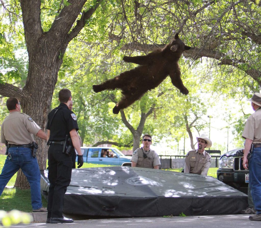 A tranquilized black bear falls from a tree after wandering onto CU Boulder's campus in April 2012. Photo © CU Independent/Andy Duann